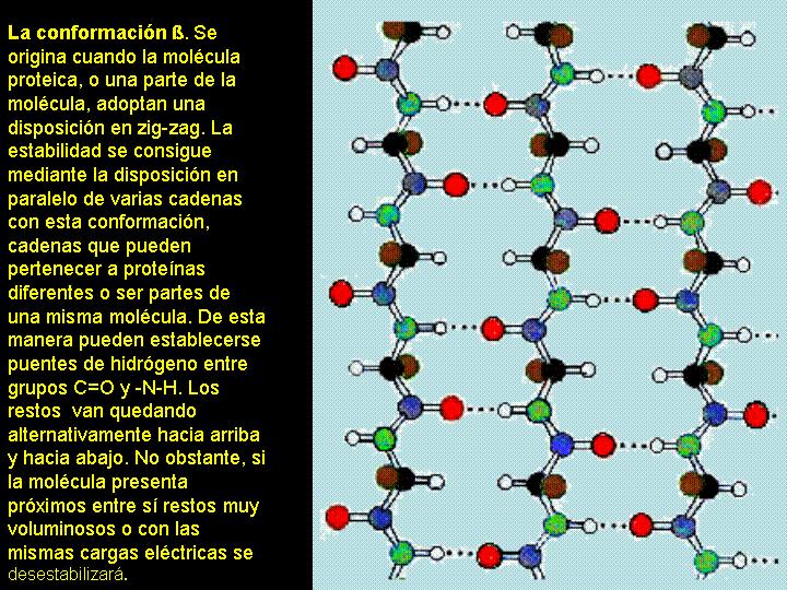 II) NIVEL O ESTRUCTURA TERCIARIA- Las proteínas no se disponen linealmente en el espacio sino que normalmente sufren plegamientos que hacen que la molécula adopte una estructura espacial