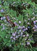 Juniperus sabina La sabina aparece en las zonas altas de las montañas, sobre todo calizas, desde los 1000 a los 1900 m de al tud, asociada con frecuencia al pino albar en bosques poco densos y sobre