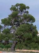 Pinus halepensis El pino carrasco se adapta bien a terrenos calizos y secos y es frecuente en zonas de depósitos terciarios o cuaternarios.