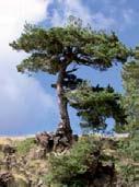 Pinus nigra El pino laricio es una especie predominantemente de montaña, por encima de los 600 m en España y hasta los 1800 aunque aparece en pendientes moderadas y bajas.