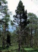 Pinus uncinata El pino negro se distribuye en los Pirineos y en un par de localizaciones en el sistema Ibérico.