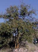 Quercus faginea El quejigo es propio del mediterráneo occidental y en la Península Ibérica es presente de forma generalizada aunque con menos frecuencia en la zona atlán ca.