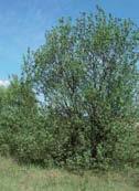 Salix caprea Este sauce de porte arbus vo o a veces aparece en claros de bosques, bordes de riberas y zonas húmedas.