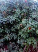 Viburnum lantana El barbadejo se distribuye por la región mediterránea, principalmente en los bosques caducifolios secos, robledales de Quercus pubescens o quejigales de Quercus faginea o sus