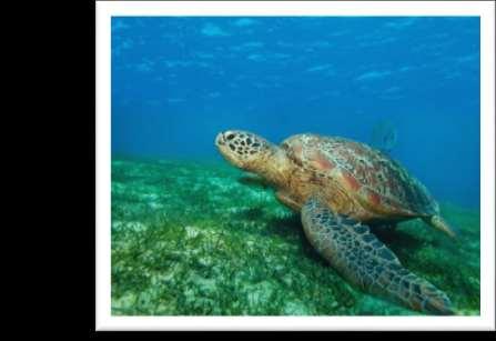 desarrollado algunas ONG para proteger a las tortugas marinas que llegan a desovar cada año a lo largo de los 22 kilómetros de la costa protegida.