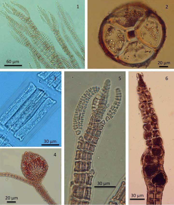 64 Sentíes y Dreckmann.- Biodiversidad de Rhodomelaceae Figuras 1-6. Familia Rhodomelaceae, talos filamentosos: 1, ramas apicales de Polysiophonia sp.