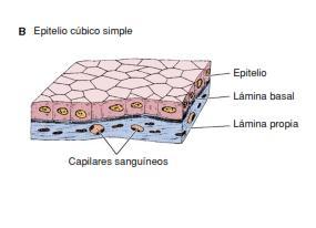 CUBICOS sus células tienen un ancho similar a su alto.