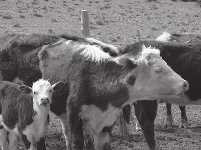 Foto 2: Vaca con cría al pie con baja condición corporal para volver a preñarse.