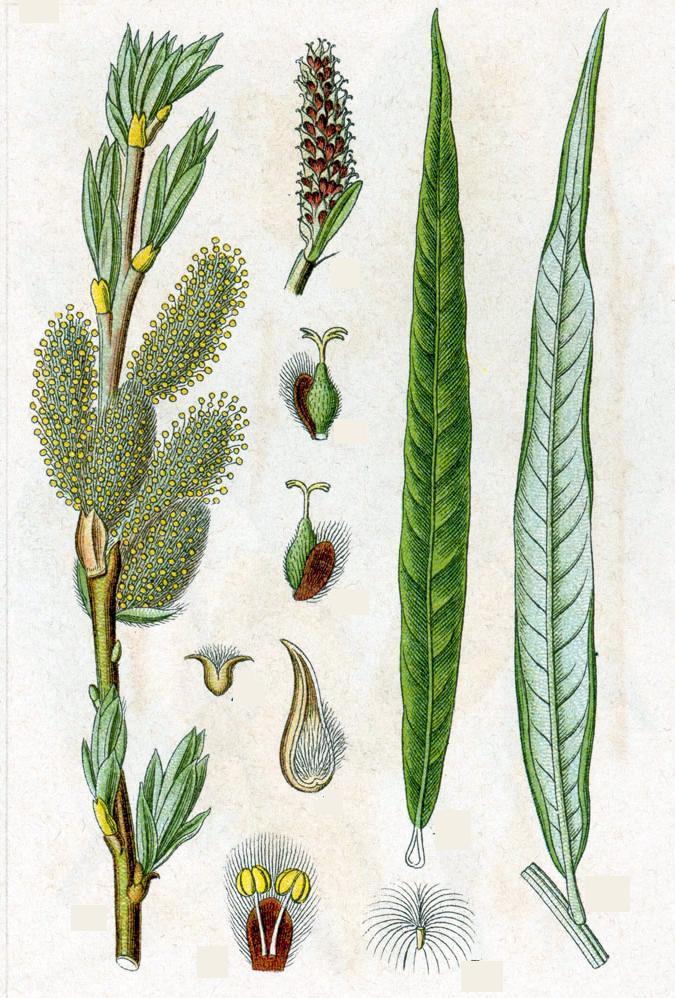 Salix viminalis L. (1) (3) (A) Rama con inflorescencia masculina. (1) Inflorescencia masculina (2) Flor masculina. (3) Inflorescencia femenina. (4) Flores femeninas.