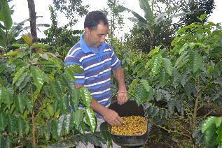 UNIDAD AGROPECUARIA Programa de Reactivación de Caficultura y Cacao Nacional Fino de Aroma LOGROS / BENEFICIARIOS 299 pequeños y medianos productores agrícolas atendidos. 1`170.