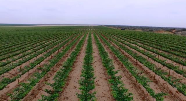 5,500 hectáreas de pequeños agricultores del Valle Viejo de Olmos.
