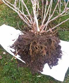 Control del riego: Para controlar el riego a través del estado hídrico del suelo es necesario conocer cómo se distribuyen en el suelo las raíces del cultivo, de forma de medir el contenido de humedad