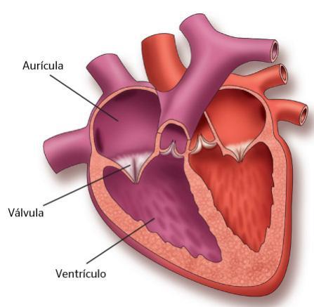 EL CORAZÓN Es un órgano musculosos formado por cuatro cavidades: dos aurículas y dos ventrículos comunicadas entre si mediante las válvulas.