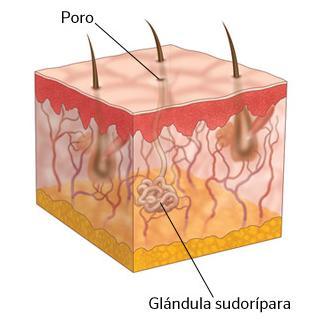 LAS GÁNDULAS SUDORÍPARAS En las glándulas sudoríparas se produce el sudor que está compuesto por agua y sustancias de desecho. Dichas glándulas están formadas por un tubo largo.