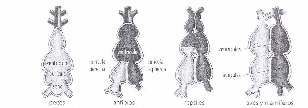 Nos Peixes o corazón ten dúas cámaras (unha aurícula e un ventrículo).