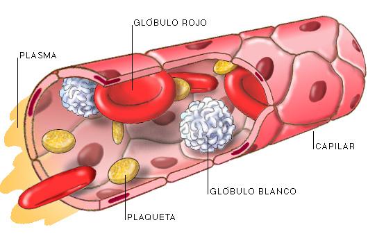 O sangue é un fluido típico dos vertebrados e da maioría dos