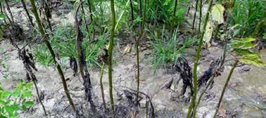 Fusariosis (Fusarium sp) Se presenta en todas las zonas productoras de sésamo. Se observan pudriciones de raíces, marchitamiento de plantas, necrosis de tallo longitudinales, Damping off.