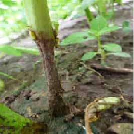 Las lesiones están asociadas a pudrición de raíces.