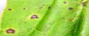 síntoma en la hojas de (Corynespora cassiicola) Ampliación del síntoma de la enfermedad Hoja mostrando halo