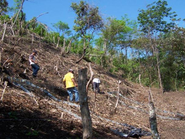 Obj. 1: Desarrollar y promover alternativas a sistemas tradicionales de pequeña escala mediante la adaptación de sistemas agroforestales de tala y cobertura (CIAT) Tratamientos: 1.