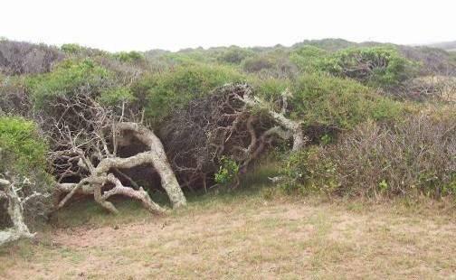 Lo que se observa no es una gramilla, sino un arbusto indígena llamado salvia baguala (Cordia
