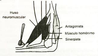 Página 7 Pregunta 26: La figura esquematiza el grupo de músculo que controlan la articulación del codo.
