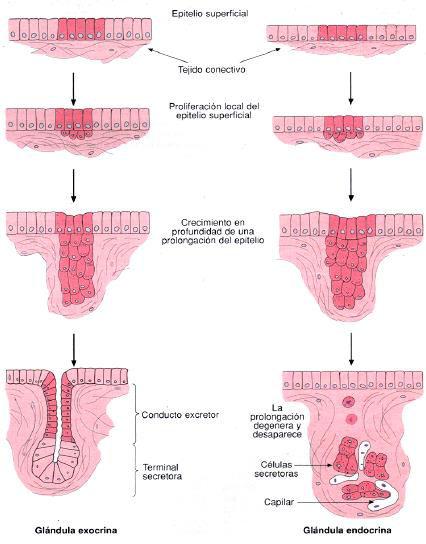 Epitelios Glandulares Desarrollo de los epitelios