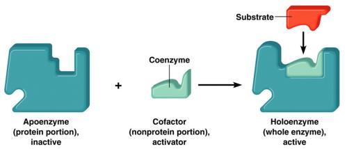 Una coenzima ayuda a las enzimas a desarrollar su labor.