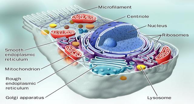 Anatomía celular básica En qué parte del cuerpo se halla el Co-Q10?