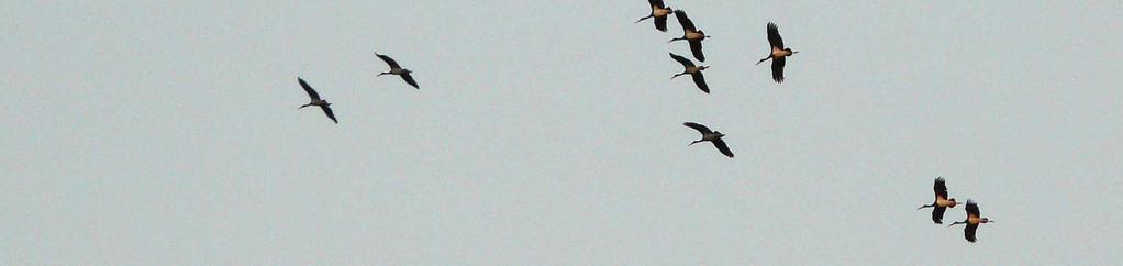 El número máximo de aves avistadas en un sólo día fue 7 de agosto, con un total de 10.