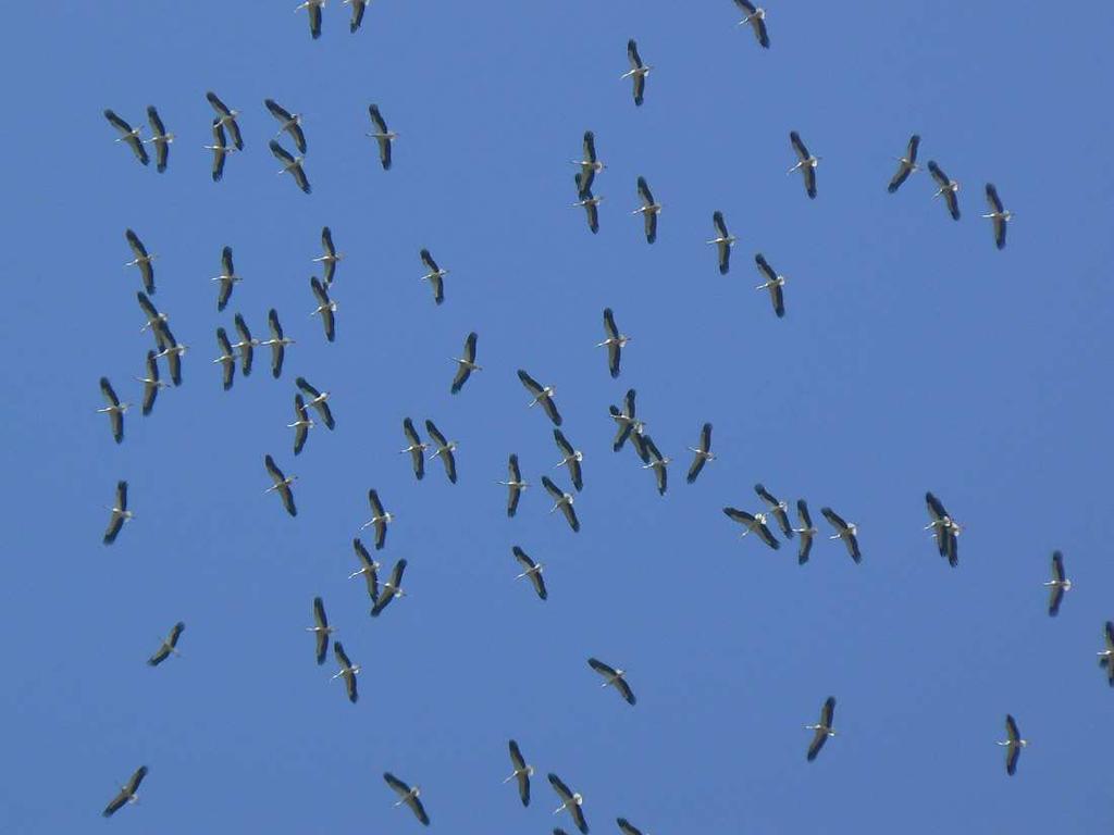 Cigüeña Blanca (Ciconia ciconia): 350 aves en total, las primeras se vieron el 2 de agosto y las últimas el 5 de septiembre. Siendo el 27 de agosto el día que vimos el mayor número de aves con 173.
