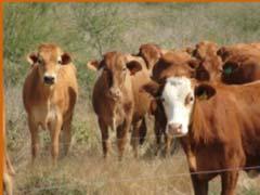 Monitor de Precios Agropecuarios Bovino Del 2 al 6 de mayo de Precio promedio nacional de mercado del ganado bovino (pesos/tonelada) Última semana Semana anterior Semana mes anterior (3 may 7 may (2