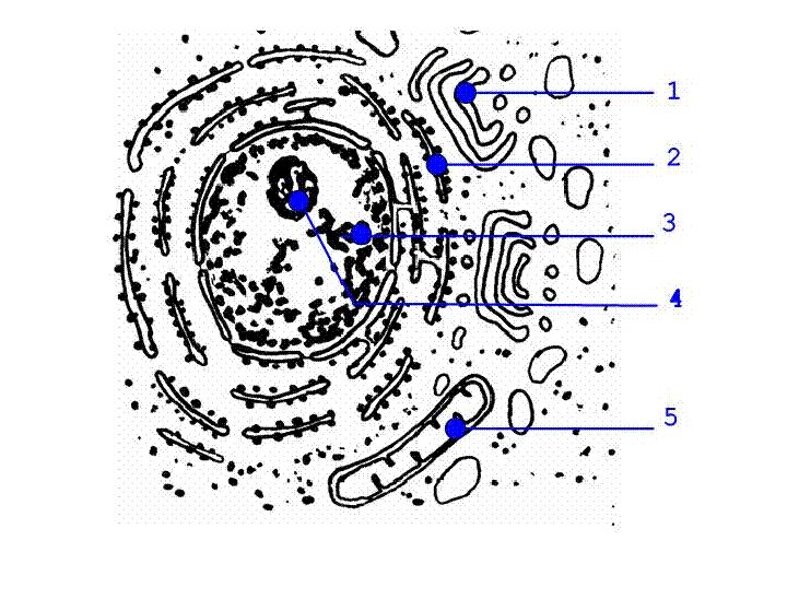 c) por tener centriolos; d) por ser más pequeñas que las células animales. 1 13) En la Figura 3 lo indicado con el número 5 es.