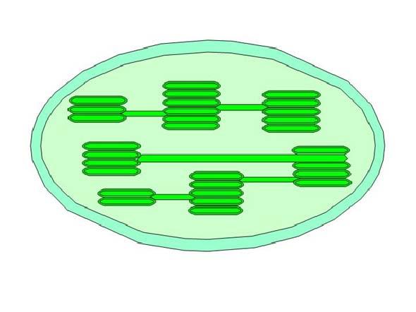 Figura 5 1 19) El orgánulo que se observa en la Figura 5 se encuentra... a) en las células procarióticas; b) en las células animales; c) en las células vegetales; d) en todas las células eucarióticas.