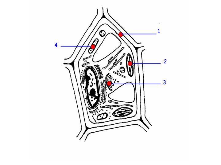 Figura 8 1 24) Lo indicado con un 2 en la Figura 8 es... a) un cloroplasto; b) el aparato de Golgi; c) una mitocondria; d) el retículo endoplasmático.