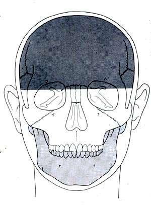 Anatomía Radiológica posición frontal.