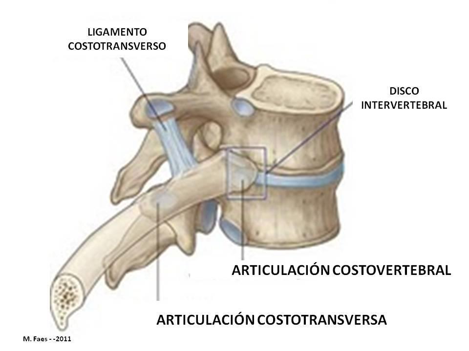 Las articulaciones del tórax Las articulaciones costoverterbrales son las que se forman entre las dos hemicarilla del cuerpo vertebral y la apófisis transversa.