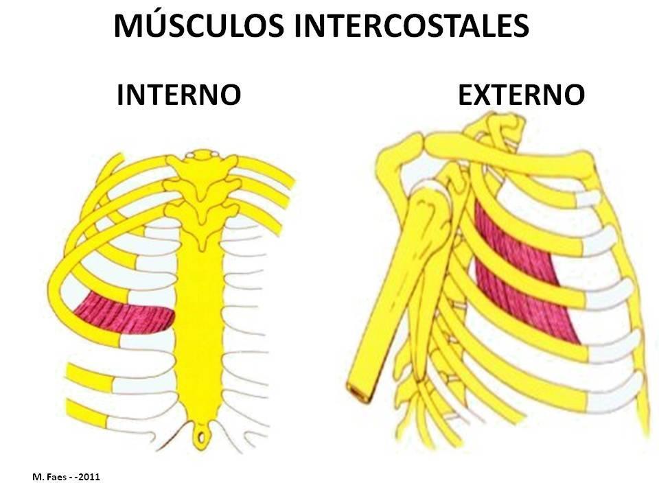Músculos intercostales: inervados por los nervios intercostales. 1. Músculos intercostales externos: elevan las costillas (accesorios de la inspiración). 2.