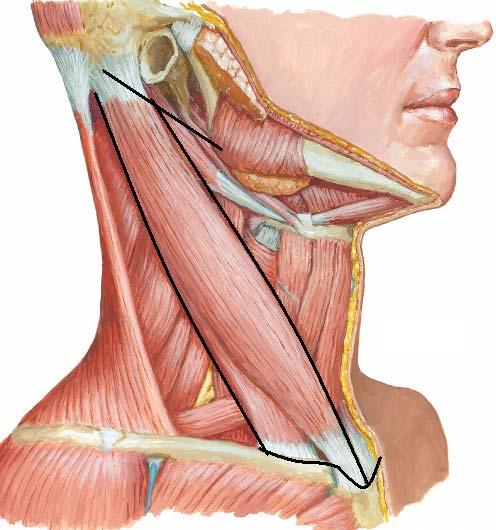 REGION CAROTIDEA Ocupa la parte lateral del cuello, encima de la región supraclavicular, detrás de la región hioidea y parotídea.