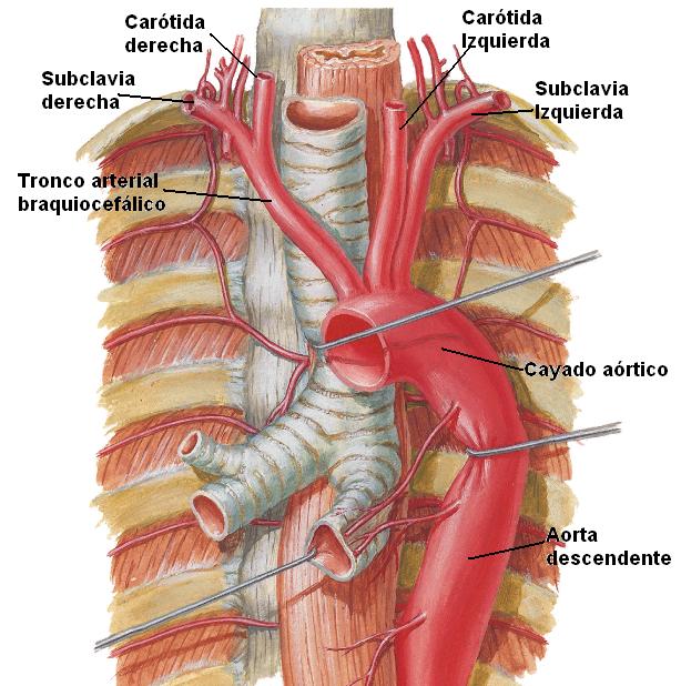 VASOS Y NERVIOS Arteria Carótida Primitiva Vena Yugular Interna Nervio Neumogástrico Forman el paquete vasculonervioso del cuello, envueltos en tejido conectivo laxo, y por fuera se encuentra el