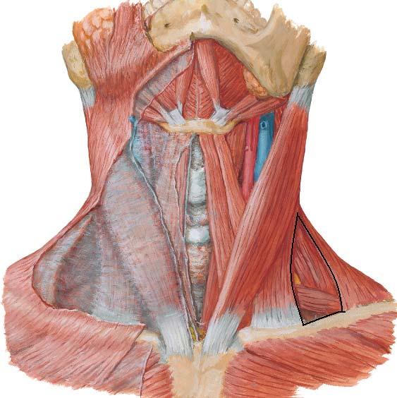 Región de paso para nervios y elementos vasculares.