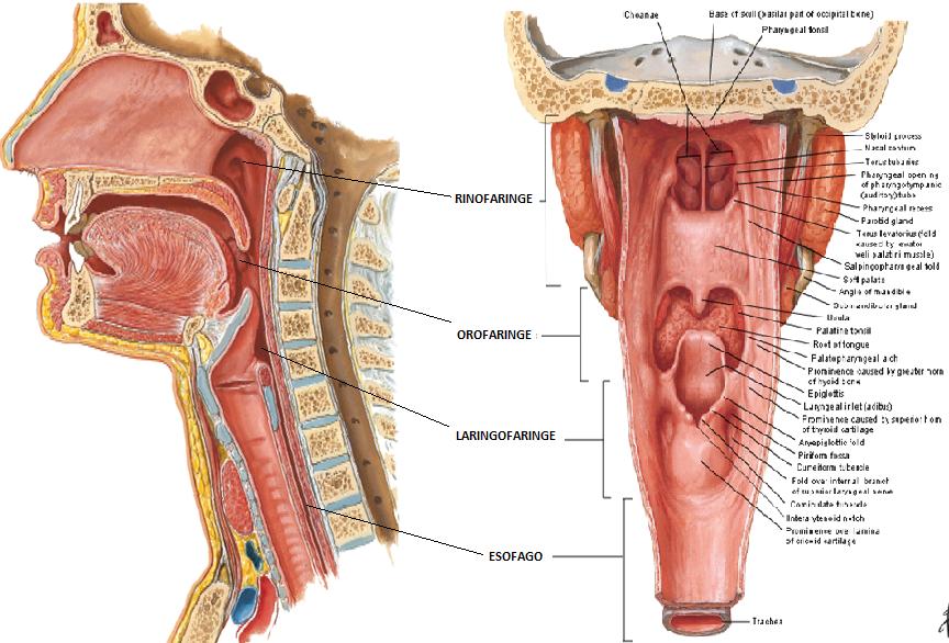 CONTENIDO DEL CUELLO FARINGE Conducto musculomembranoso, vertical, de forma infundibular, que ocupa la porción posterior de la cavidad visceral del cuello.
