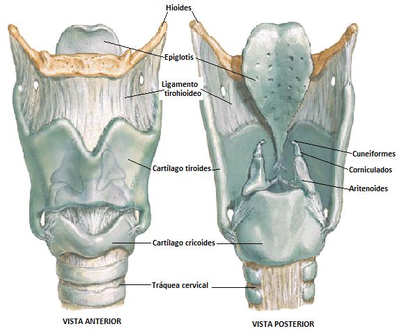 Funciones de la laringe: protección, impide que los elementos sólidos