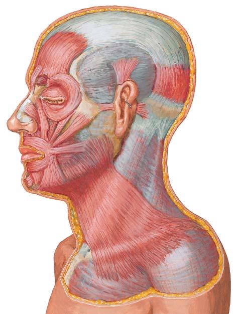 Inervados por plexo cervical 1º músculo intertransverso del cuello. Desde apófisis transversa del atlas hasta apófisis yugular del occipital.