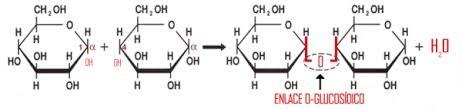 3. LOS OLIGOSACÁRIDOS. EL ENLACE O-GLICOSÍDICO. Los oligosacáridos están formados por la unión de 2 a 10 monosacáridos mediante un enlace O- glucosídico. Los más importantes son los disacáridos.