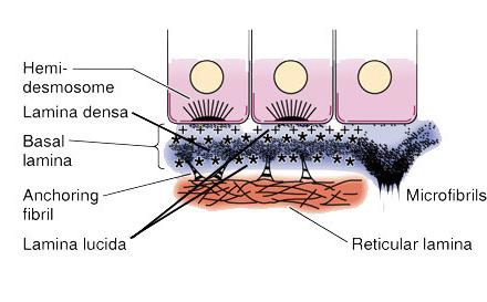 EPITELIOS DE REVESTIMIENTO En la superficie de contacto con el tejido conjuntivo, los epitelios presentan una estructura llamada lámina basal.