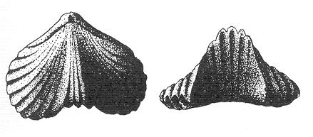 Braquiópodos