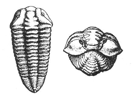 Conocoryphe Paleozoico.