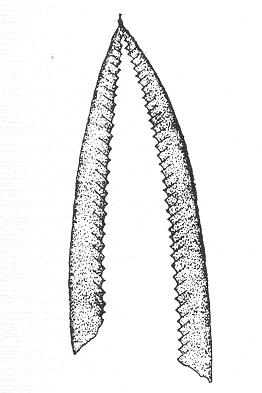 Graptolites Didymograptus
