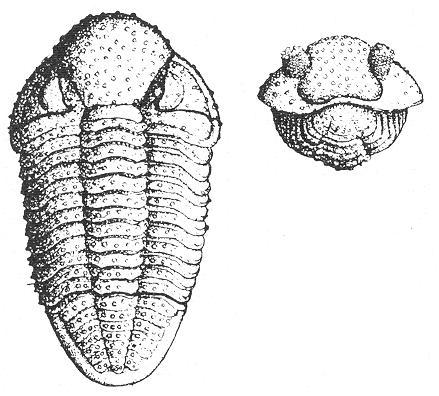 Artrópodos Trilobites Phacops